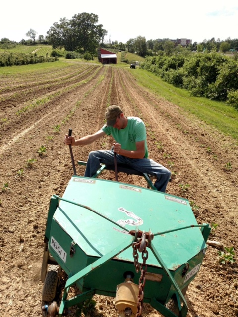 Preparing the strawberry field