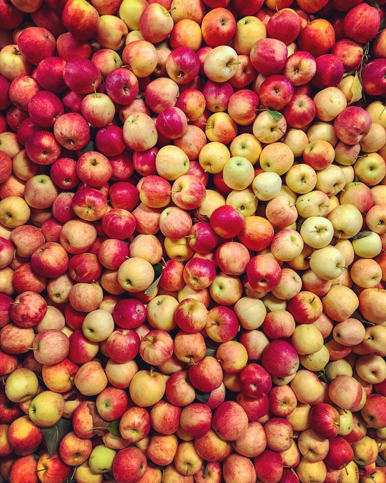 Apple Tree Ripening Chart