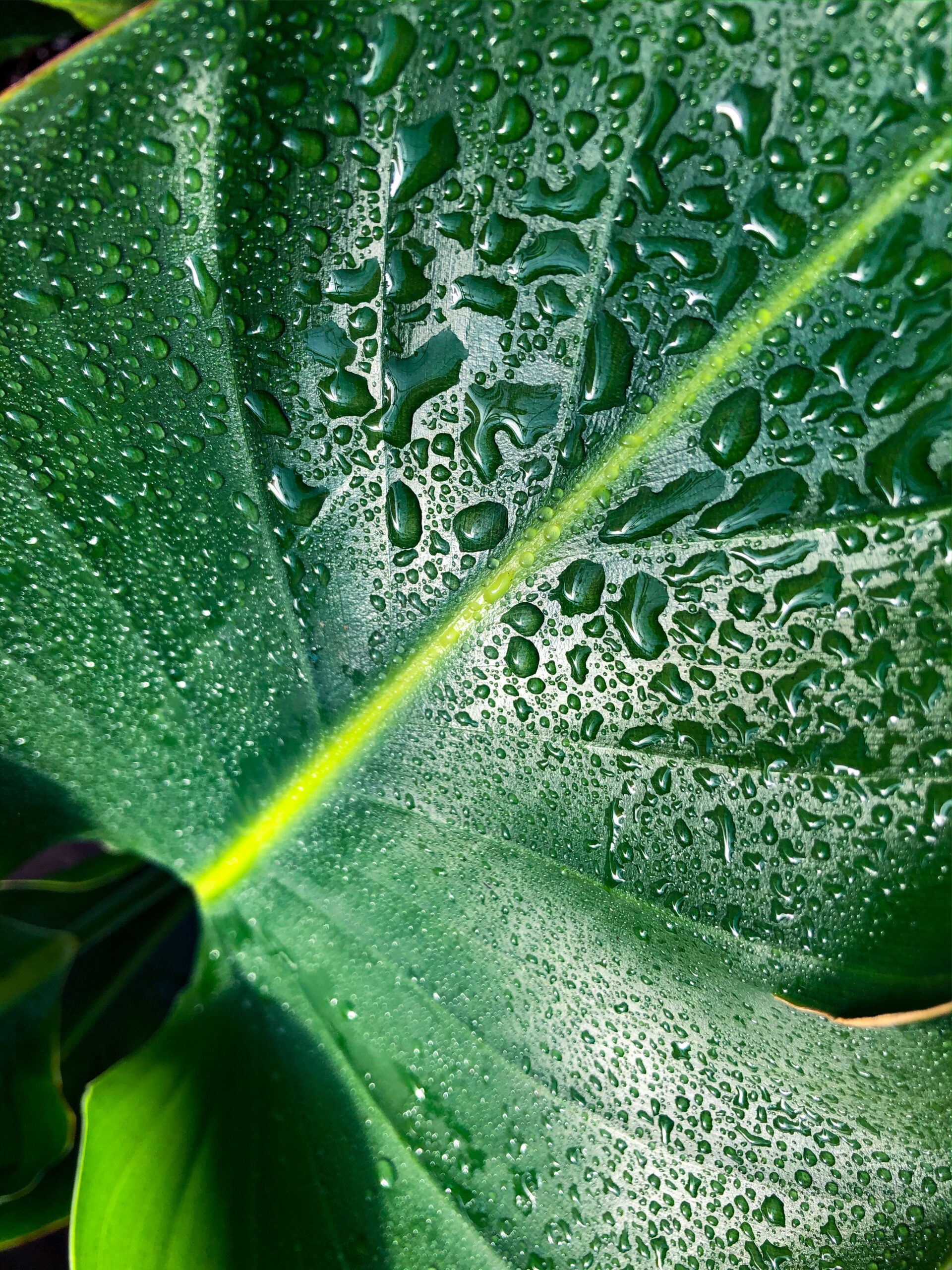 Plant Material Soergel Orchards